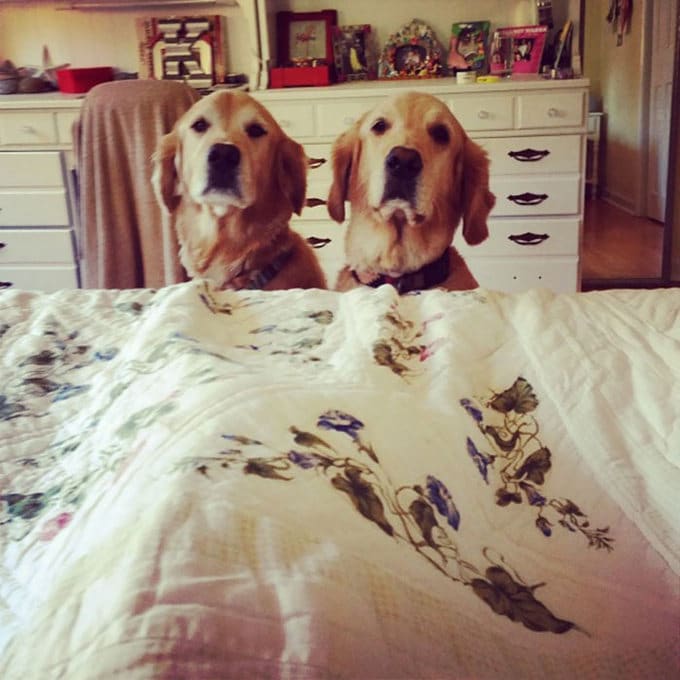 26 exemplos de amor de cachorro incondicional que vai derreter seu coração 22