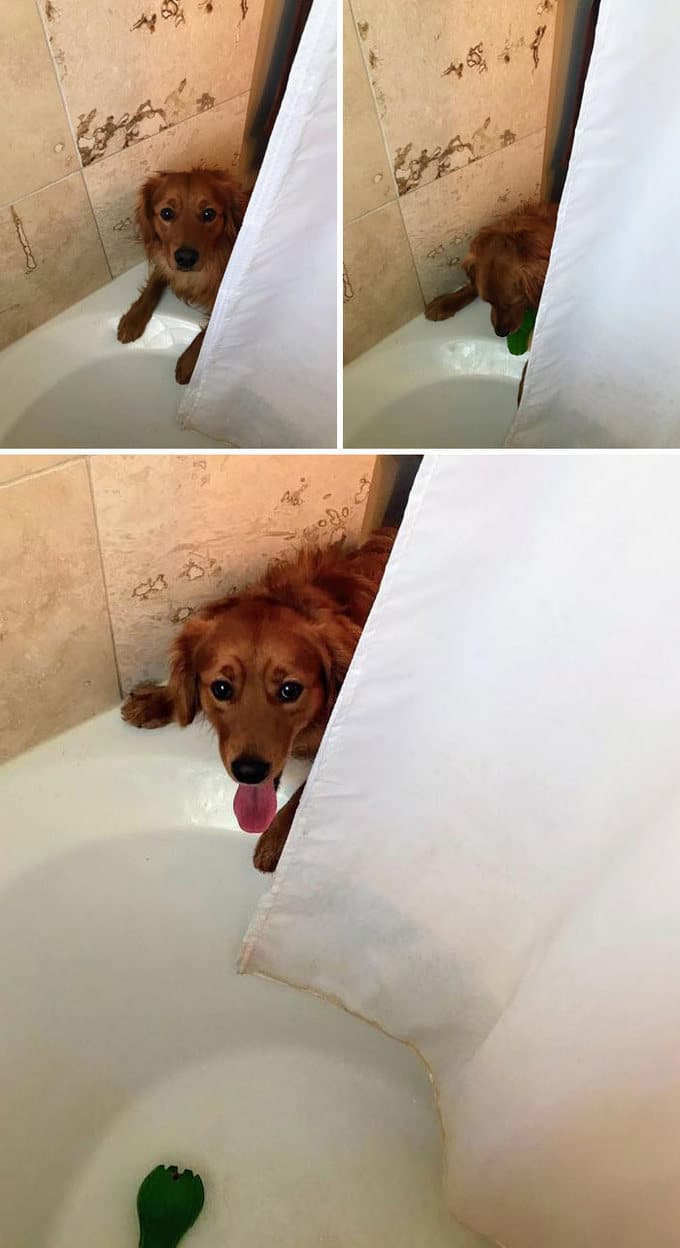 26 exemplos de amor de cachorro incondicional que vai derreter seu coração 26