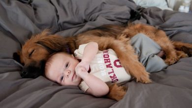 26 exemplos de amor de cachorro incondicional que vai derreter seu coração 20