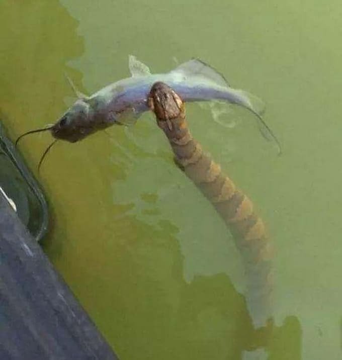 18 fotos assustadoras que podem assustar até os maiores amantes da emoção 12