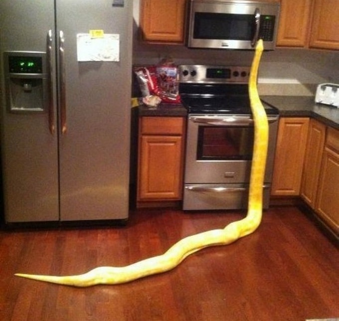 18 fotos assustadoras que podem assustar até os maiores amantes da emoção 16