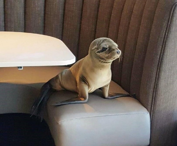 20 fotos estranhas que são literalmente difíceis de explicar 5