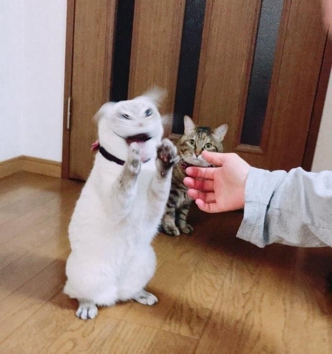 27 fotos inigualáveis ​​tiradas no momento certo 18