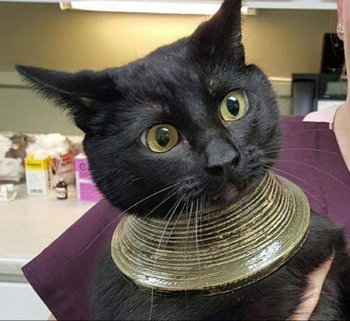 18 vezes que gatos nos fez sorrir de orelha a orelha 17