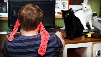 19 fotos que é difícil de explicar 36