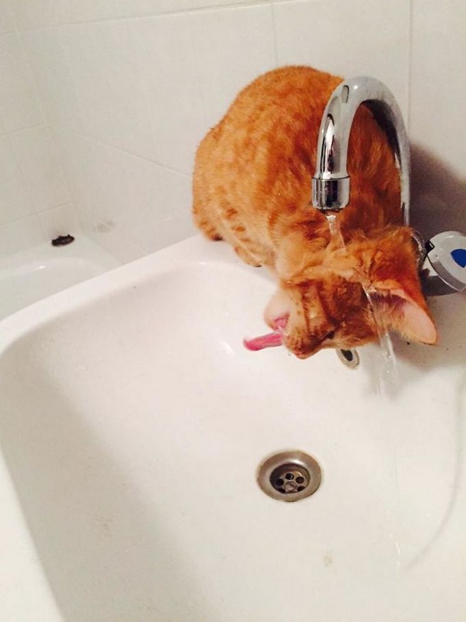 29 gatos tontos que vão fazer você rir alto 1 29 gatos tontos que vão fazer você rir alto 1