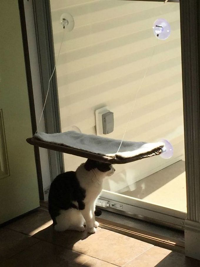 29 gatos tontos que vão fazer você rir alto 4 29 gatos tontos que vão fazer você rir alto 4