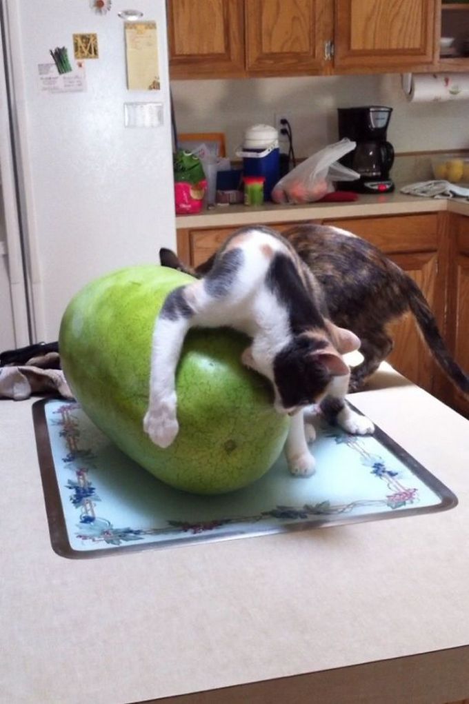 29 gatos tontos que vão fazer você rir alto 5 29 gatos tontos que vão fazer você rir alto 5