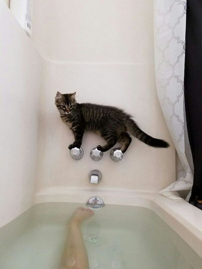 29 gatos tontos que vão fazer você rir alto 7 29 gatos tontos que vão fazer você rir alto 7