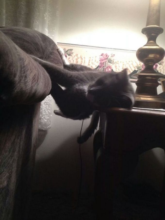 29 gatos tontos que vão fazer você rir alto 9 29 gatos tontos que vão fazer você rir alto 9