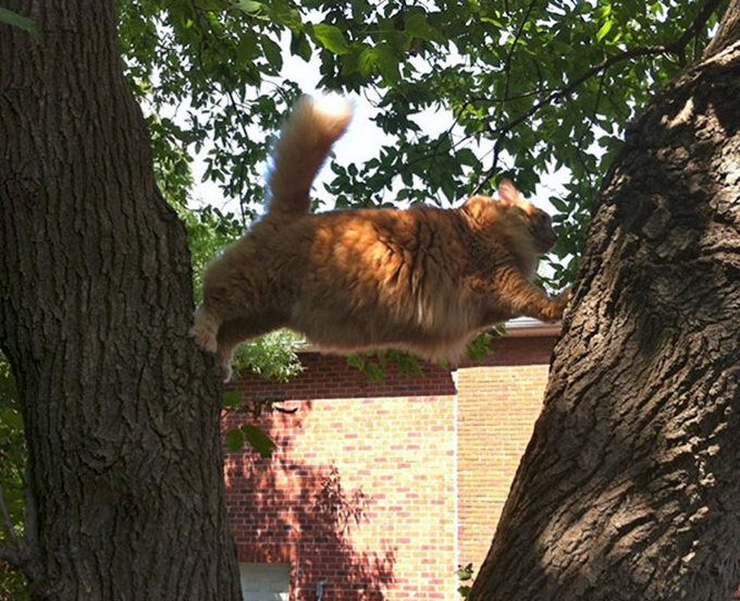 29 gatos tontos que vão fazer você rir alto 11 29 gatos tontos que vão fazer você rir alto 11