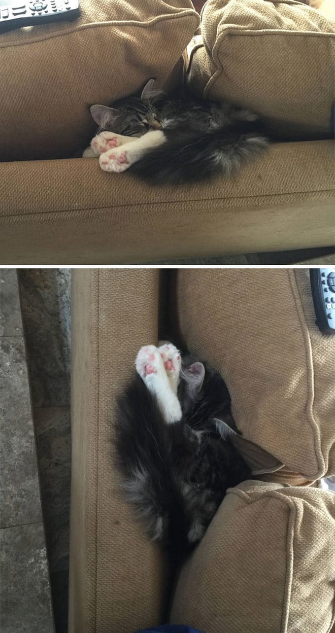29 gatos tontos que vão fazer você rir alto 12 29 gatos tontos que vão fazer você rir alto 12