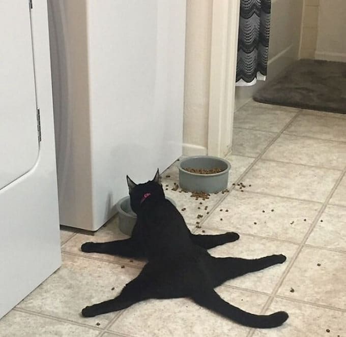29 gatos tontos que vão fazer você rir alto 13 29 gatos tontos que vão fazer você rir alto 13