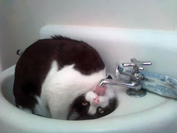 29 gatos tontos que vão fazer você rir alto 14 29 gatos tontos que vão fazer você rir alto 14
