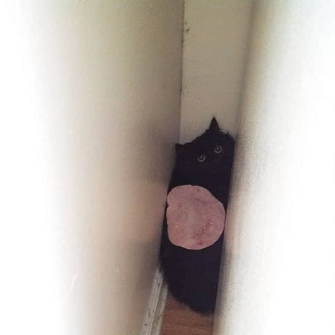 29 gatos tontos que vão fazer você rir alto 15 29 gatos tontos que vão fazer você rir alto 15