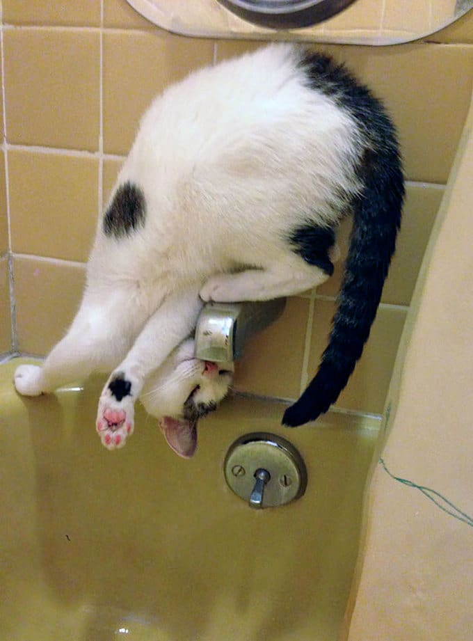 29 gatos tontos que vão fazer você rir alto 17 29 gatos tontos que vão fazer você rir alto 17