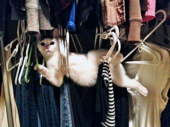 29 gatos tontos que vão fazer você rir alto 19 29 gatos tontos que vão fazer você rir alto 19