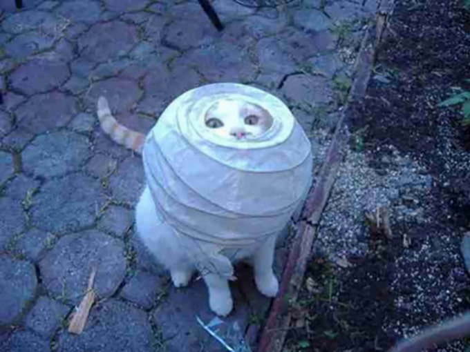 29 gatos tontos que vão fazer você rir alto 20 29 gatos tontos que vão fazer você rir alto 20