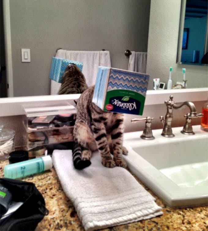 29 gatos tontos que vão fazer você rir alto 24 29 gatos tontos que vão fazer você rir alto 24