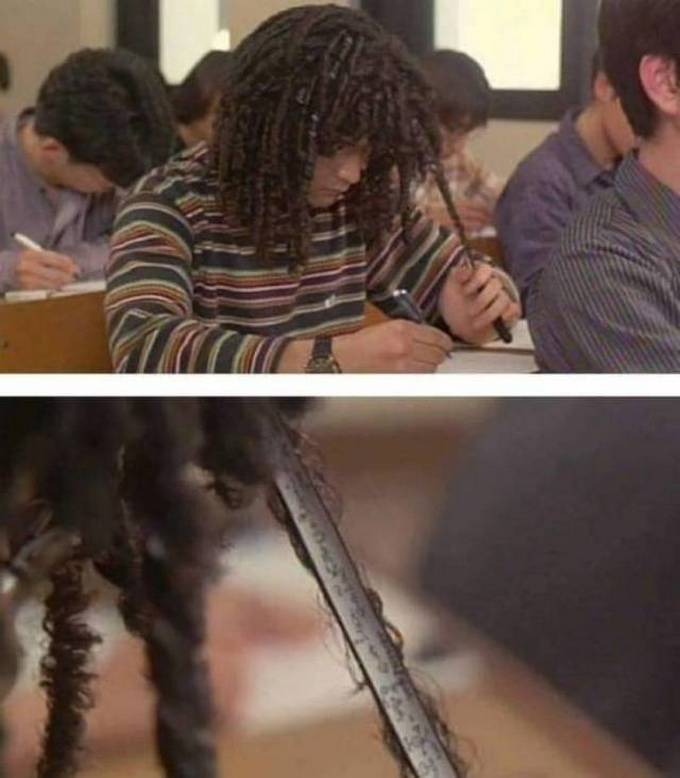 Por que eles são tão espertos! (22 fotos) 22