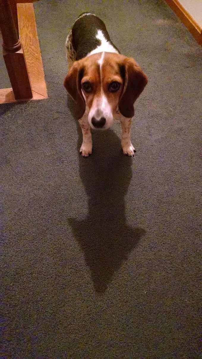 20 vezes que sombras transformaram imagens comuns em obras de arte 6