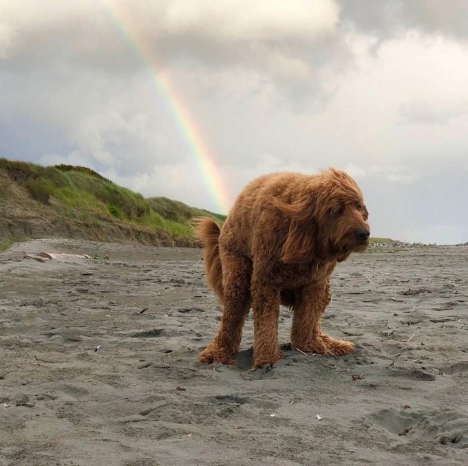 22 animais que definitivamente não estão preparados para ter sua foto tirada 2