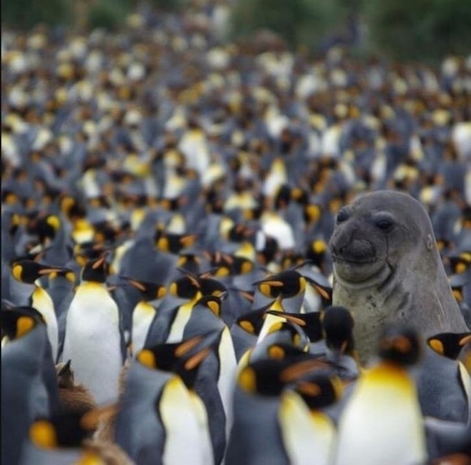 22 animais que definitivamente não estão preparados para ter sua foto tirada 3