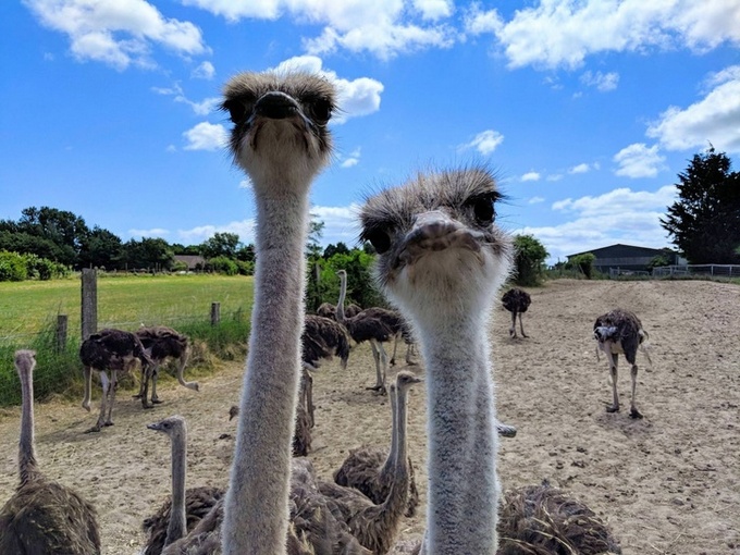 22 animais que definitivamente não estão preparados para ter sua foto tirada 4