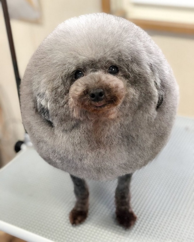 22 animais que definitivamente não estão preparados para ter sua foto tirada 7