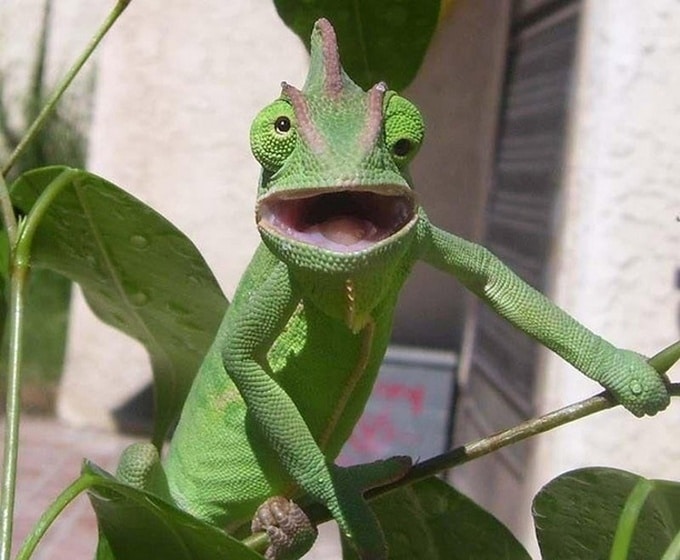 22 animais que definitivamente não estão preparados para ter sua foto tirada 11