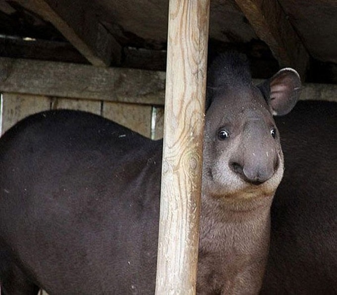 22 animais que definitivamente não estão preparados para ter sua foto tirada 12