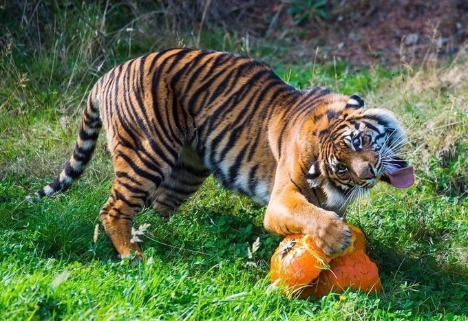 22 animais que definitivamente não estão preparados para ter sua foto tirada 13
