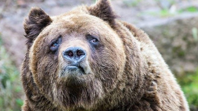 22 animais que definitivamente não estão preparados para ter sua foto tirada 14