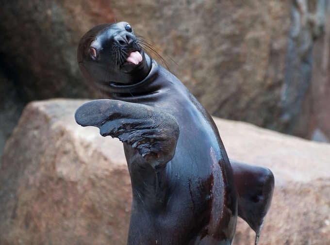 22 animais que definitivamente não estão preparados para ter sua foto tirada 16