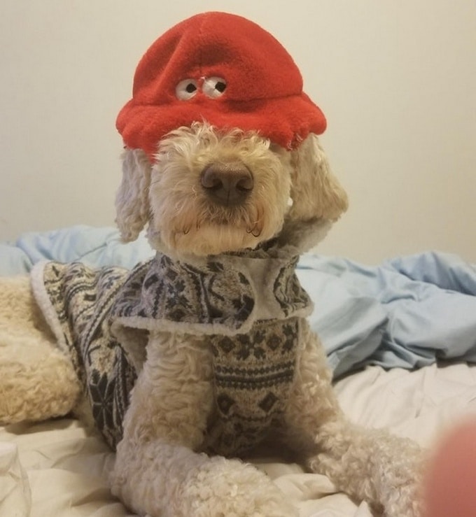22 animais que definitivamente não estão preparados para ter sua foto tirada 18