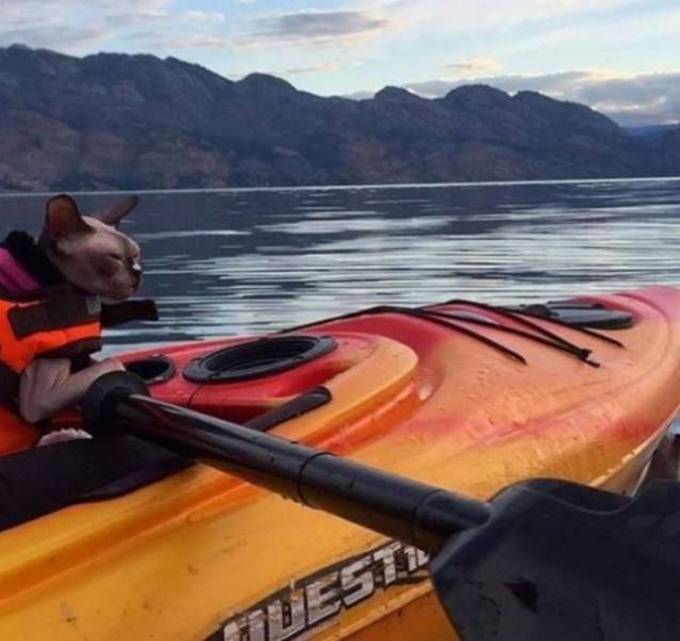 29 bons exemplos quando uma imagem diz mais do que apenas mil palavras 4