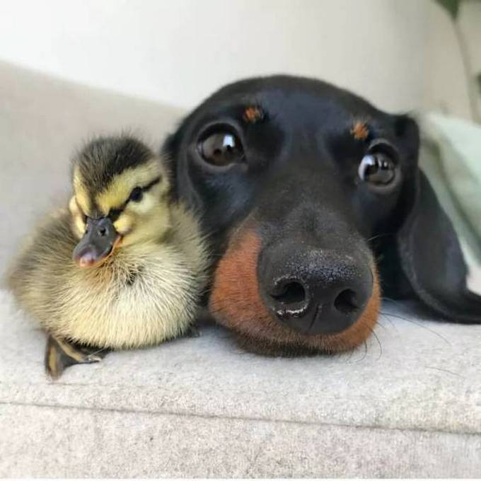 29 bons exemplos quando uma imagem diz mais do que apenas mil palavras 10