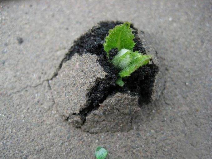 29 bons exemplos quando uma imagem diz mais do que apenas mil palavras 15