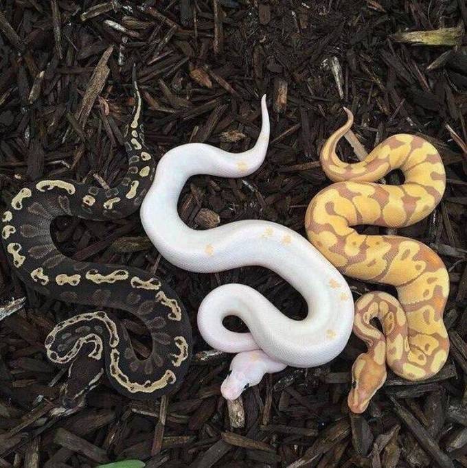 29 bons exemplos quando uma imagem diz mais do que apenas mil palavras 23