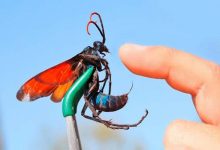 10 ferroadas de insetos mais dolorosas do mundo 13