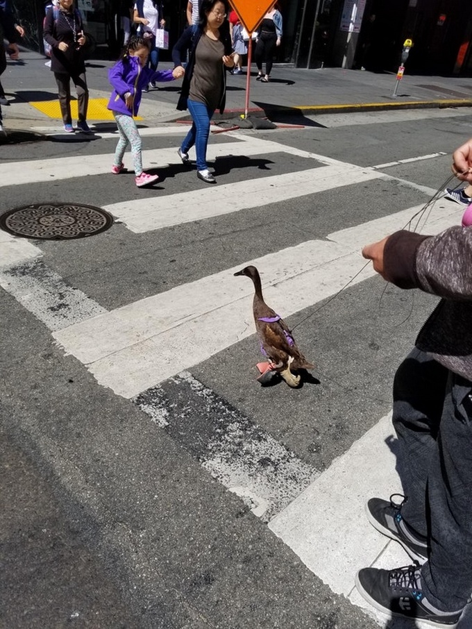 16 fotos curiosas que confundem e fogem totalmente da lógica 4