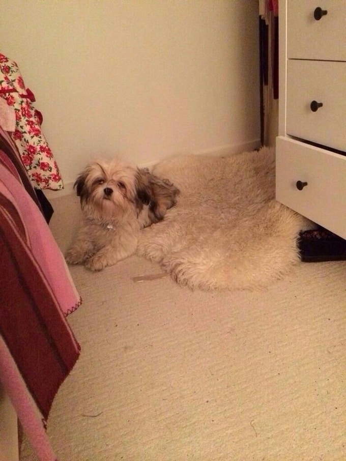 23 fotos enganosas que provam que nossos olhos não podem ser confiáveis 6