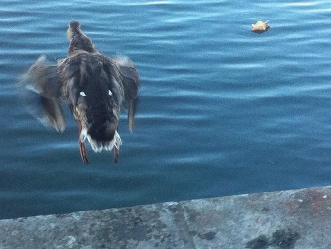 23 fotos enganosas que provam que nossos olhos não podem ser confiáveis 7