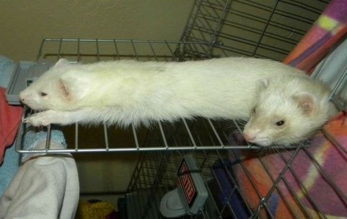 23 fotos enganosas que provam que nossos olhos não podem ser confiáveis 12