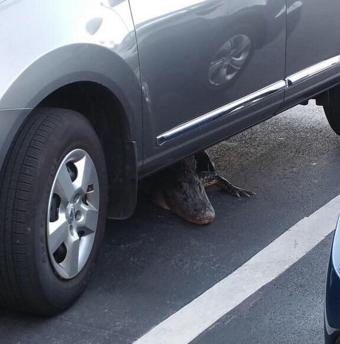 24 fotos que podem fazer nosso coração para de funcionar 16