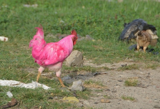 22 fotos surpreendentes que nos fazem duvidar da sanidade do nosso mundo 8 22 fotos surpreendentes que nos fazem duvidar da sanidade do nosso mundo 8