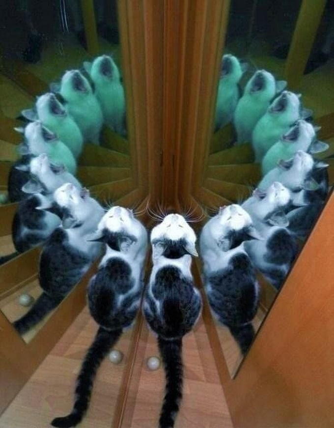 28 motivos para ter um gato em sua vida 6