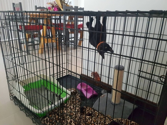 28 motivos para ter um gato em sua vida 16