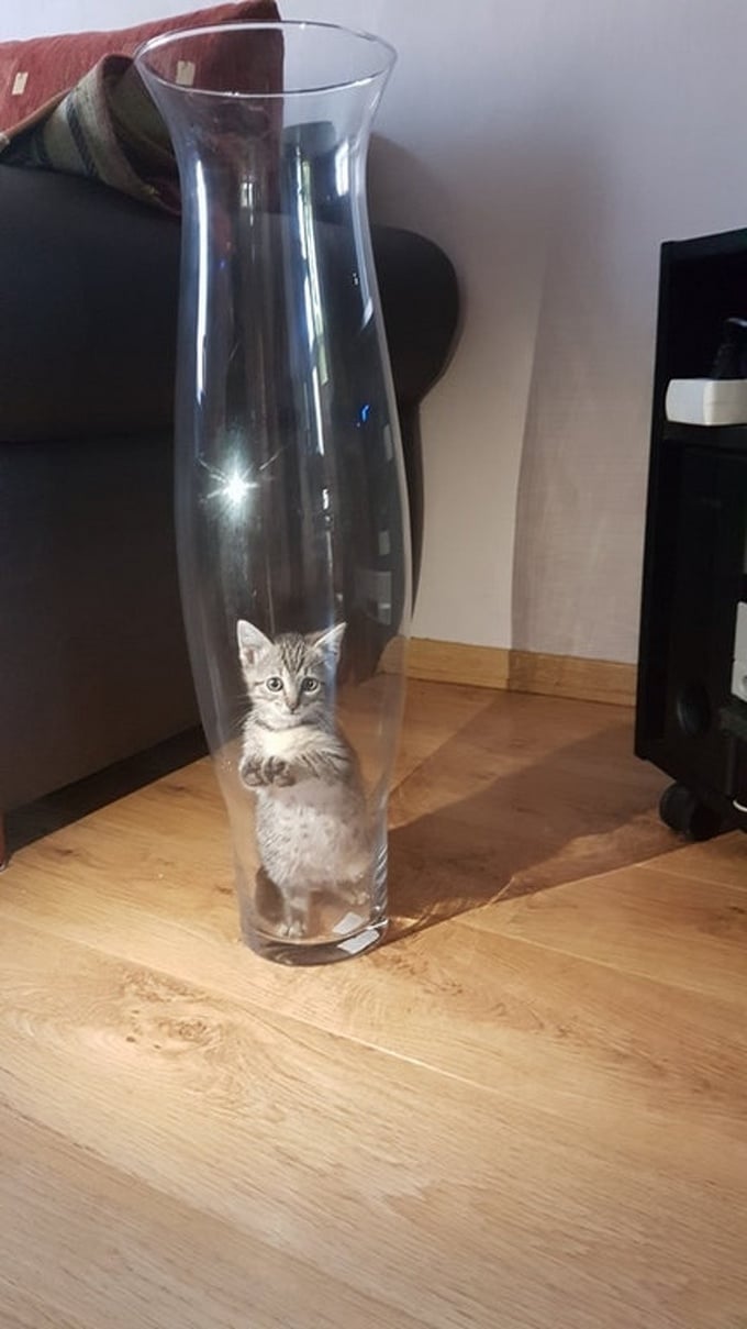 28 motivos para ter um gato em sua vida 18