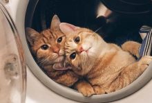 28 motivos para ter um gato em sua vida 13